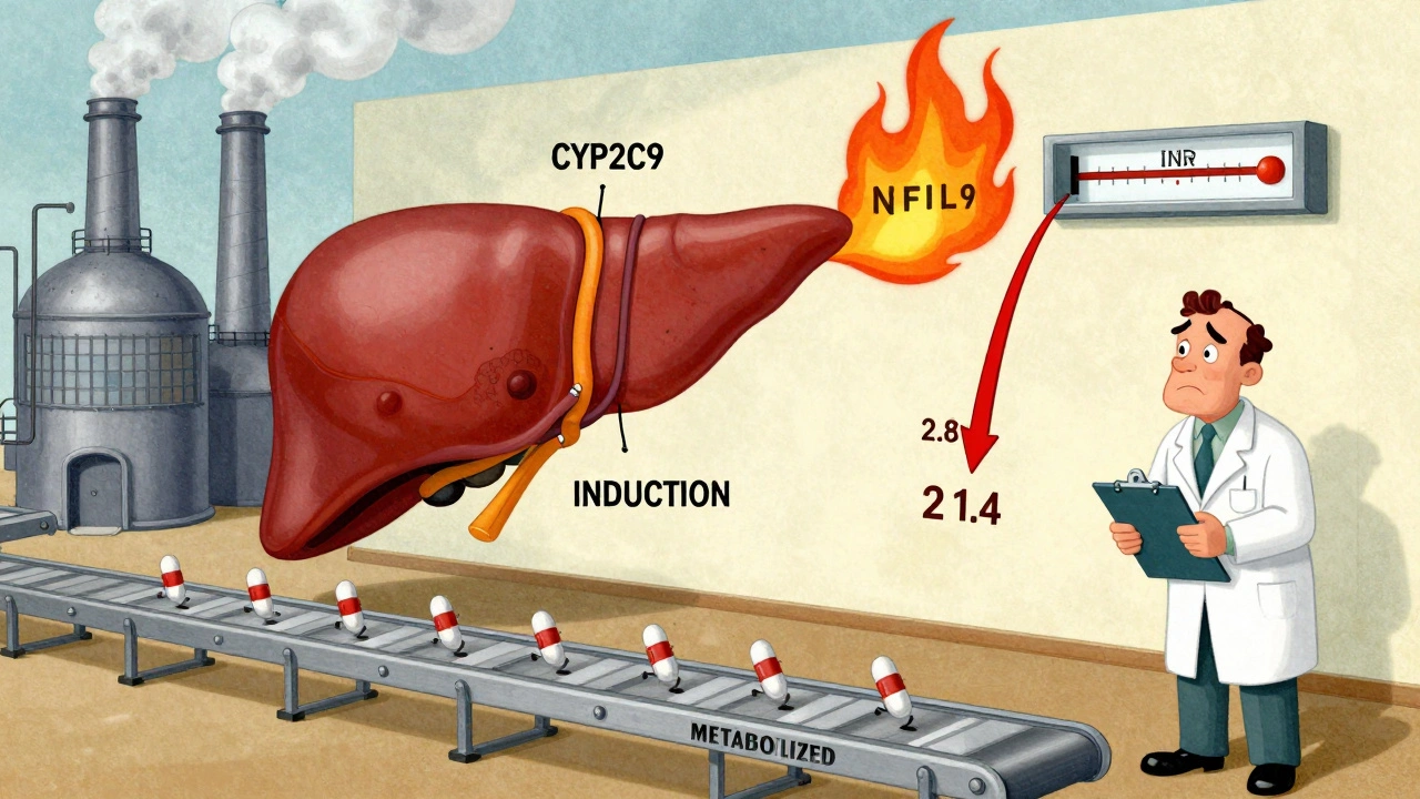 Cartoon liver factory producing enzymes that break down warfarin, causing INR to drop dramatically.